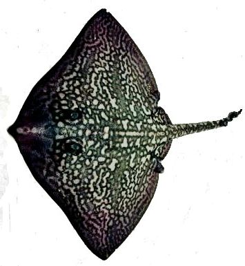 raja maderensis06.jpg